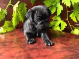 Siyah Pug Yavrular