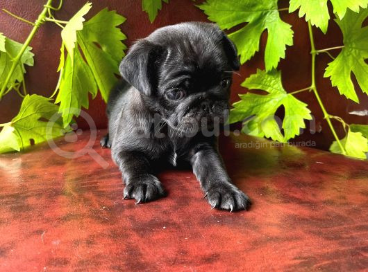 Siyah Pug Yavrular görsel