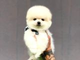 Irk garantili pomerian boo