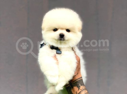 Irk Garantili Pomerian Boo