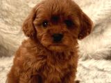 Mini Boy Puppy Kıpkırmızı Red Tooy Poodle 