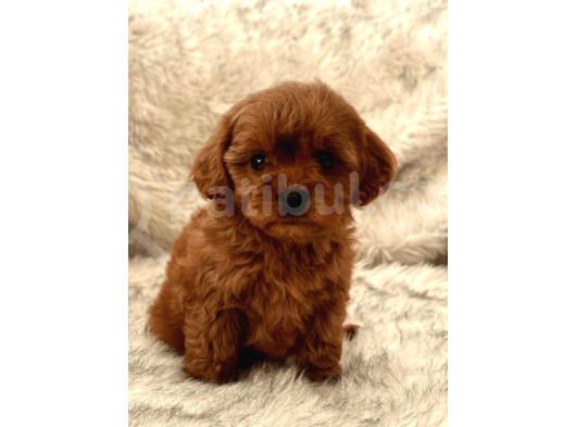 Mini Boy Puppy Kıpkırmızı Red Tooy Poodle  görsel