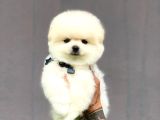 Irk Garantili Pomerian Boo