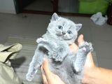 Safkan britsh shorthair yavrular