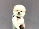 Irk Garantili Pomerian Boo
