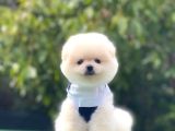 Irk Garantili Pomerian Boo