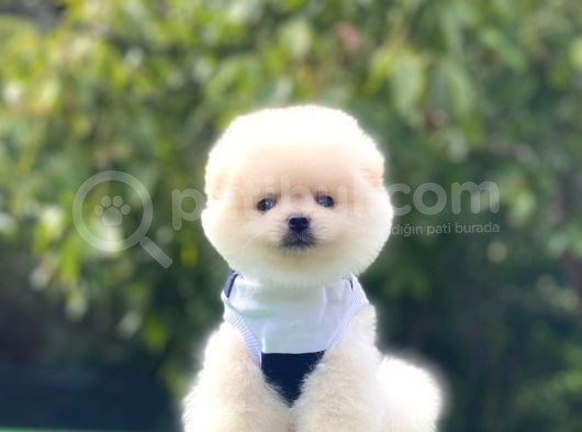 Irk Garantili Pomerian Boo görsel