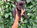 Siyah Pug Yavrular
