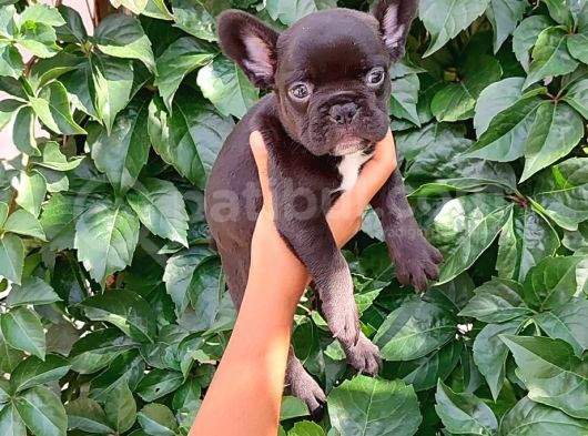 Siyah Pug Yavrular görsel