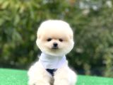 Irk Garantili Pomerian Boo