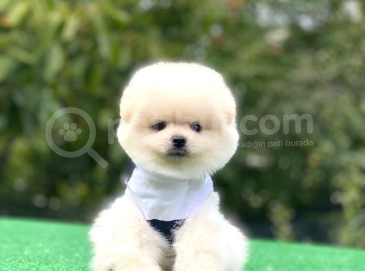 Irk Garantili Pomerian Boo görsel