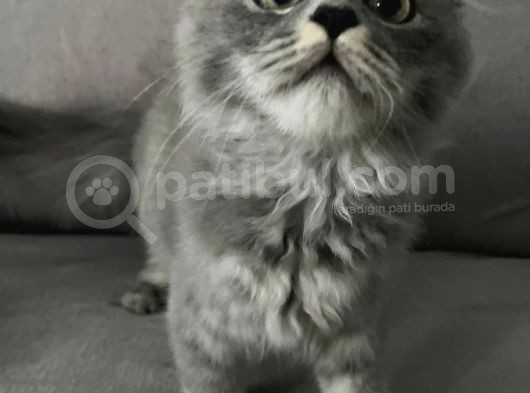 4 Aylik Erkek British Longhai̇r görsel