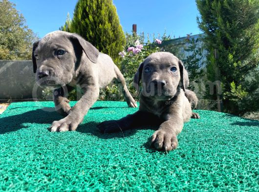 Show Kalite Blue Cane Corso Yavrularımız görsel