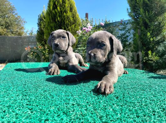 Show Kalite Blue Cane Corso Yavrularımız görsel