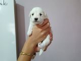 Maltese terrıer 1 aylık beyaz