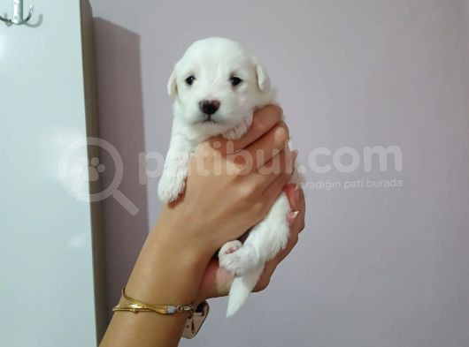 Maltese Terrıer 1 Aylık Beyaz