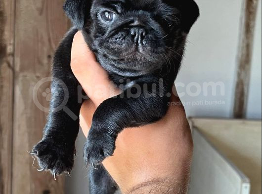 Siyah Pug Yavrular görsel
