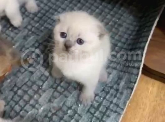 Blue Poi̇nler görsel