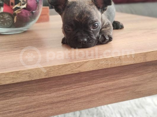 Erkek Yavru Fransız Bulldog görsel