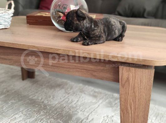 Erkek Yavru Fransız Bulldog görsel