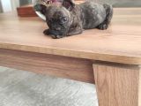 Erkek Yavru Fransız Bulldog