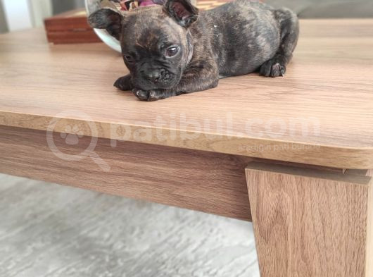 Erkek Yavru Fransız Bulldog görsel
