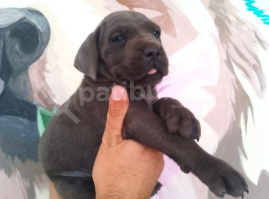 Sağlık Ve Irk Garantili Cane Corso Yavrularımız görsel