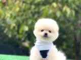 Irk Garantili Pomerian Boo
