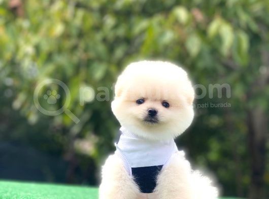 Irk Garantili Pomerian Boo görsel