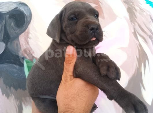 Sağlık Ve Irk Garantisi Altında Cane Corso Yavrularımız görsel