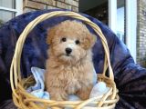 Kahve Tonlu Puppy Kıvırcık Tüylü Malti̇po Ci̇nsi̇ 