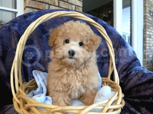 Kahve Tonlu Puppy Kıvırcık Tüylü Malti̇po Ci̇nsi̇  görsel