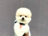 Irk Garantili Pomerian Boo
