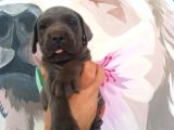 Sağlık Ve Irk Garantisi Altında Cane Corso Yavrularımız