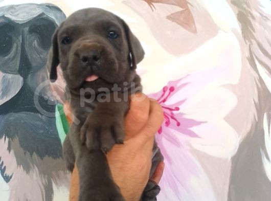 Sağlık Ve Irk Garantisi Altında Cane Corso Yavrularımız görsel
