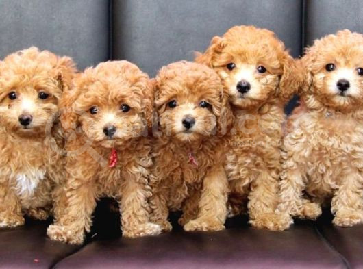 Kahve Tonlu Puppy Kıvırcık Tüylü Malti̇po Ci̇nsi̇ 