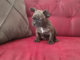 Erkek Yavru Fransız Bulldog