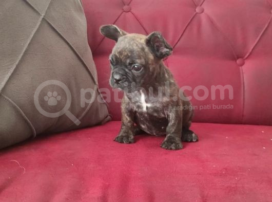 Erkek Yavru Fransız Bulldog