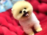 Secereli̇ Yüksek Kali̇te Pomerani̇an Boo Yavrularimiz