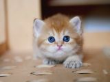 Golden British Shorthair