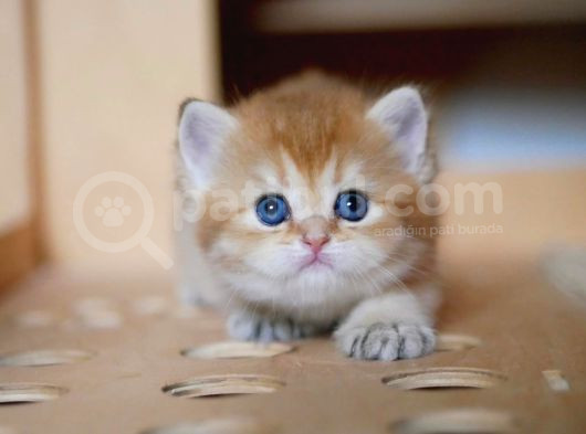 Golden British Shorthair
