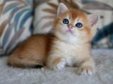 sevimli golden British shorthair