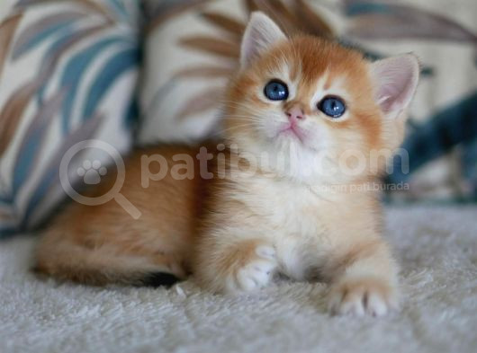sevimli golden British shorthair