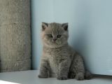 TOPAÇ KAFA GRİ BRİTİSH SHORTHAİR YAVRUMUZ