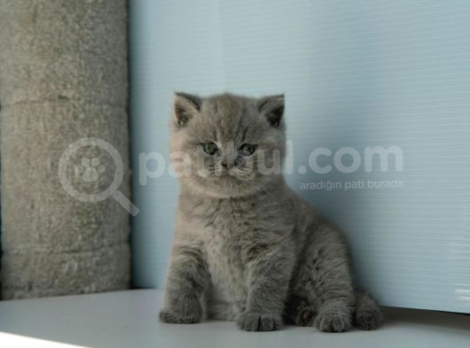 Topaç Kafa Gri̇ Bri̇ti̇sh Shorthai̇r Yavrumuz