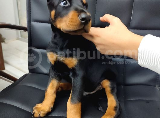 Çiftliğimizden Erkek Doberman Yavrularımız görsel