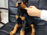 Çiftliğimizden Erkek Doberman Yavrularımız
