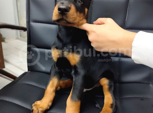 Çiftliğimizden Erkek Doberman Yavrularımız görsel