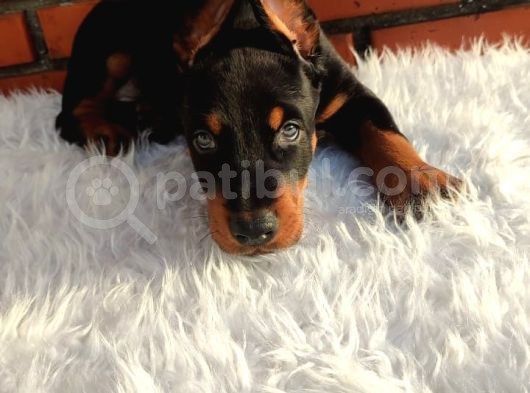 Çiftliğimizden Erkek Doberman Yavrularımız görsel