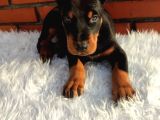 Çiftliğimizden Erkek Doberman Yavrularımız